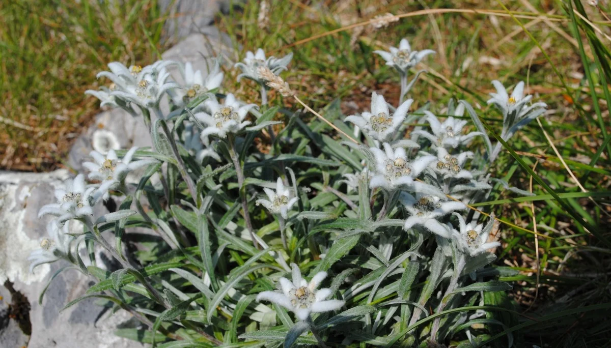 © (DAV Gangkofen)  Edelweiß