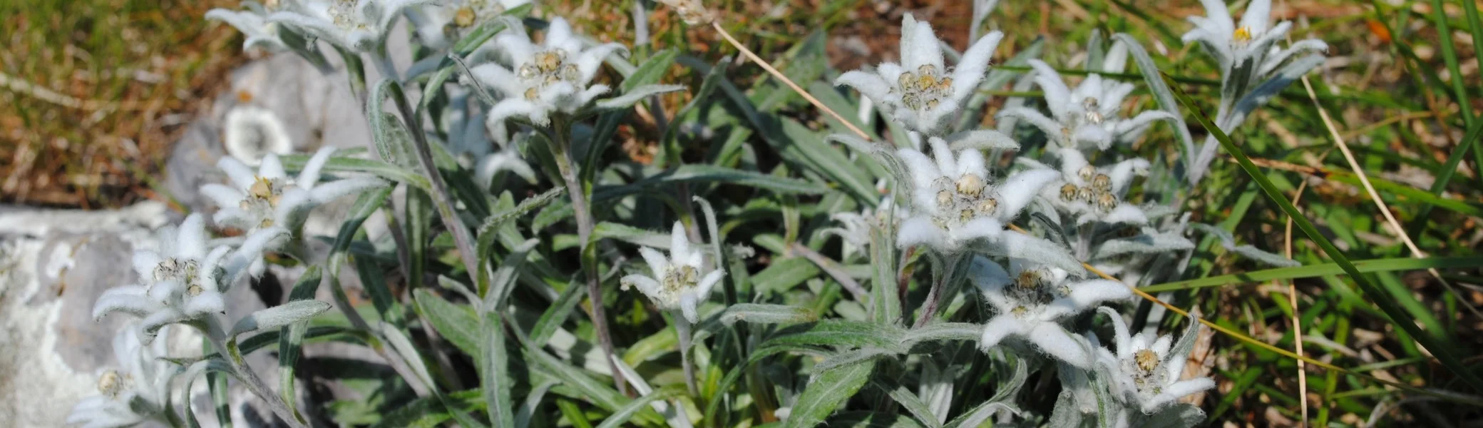 © (DAV Gangkofen)  Edelweiß