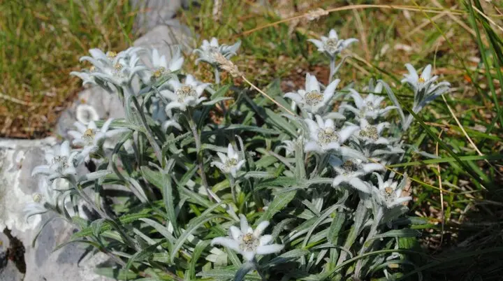 © (DAV Gangkofen)  Edelweiß