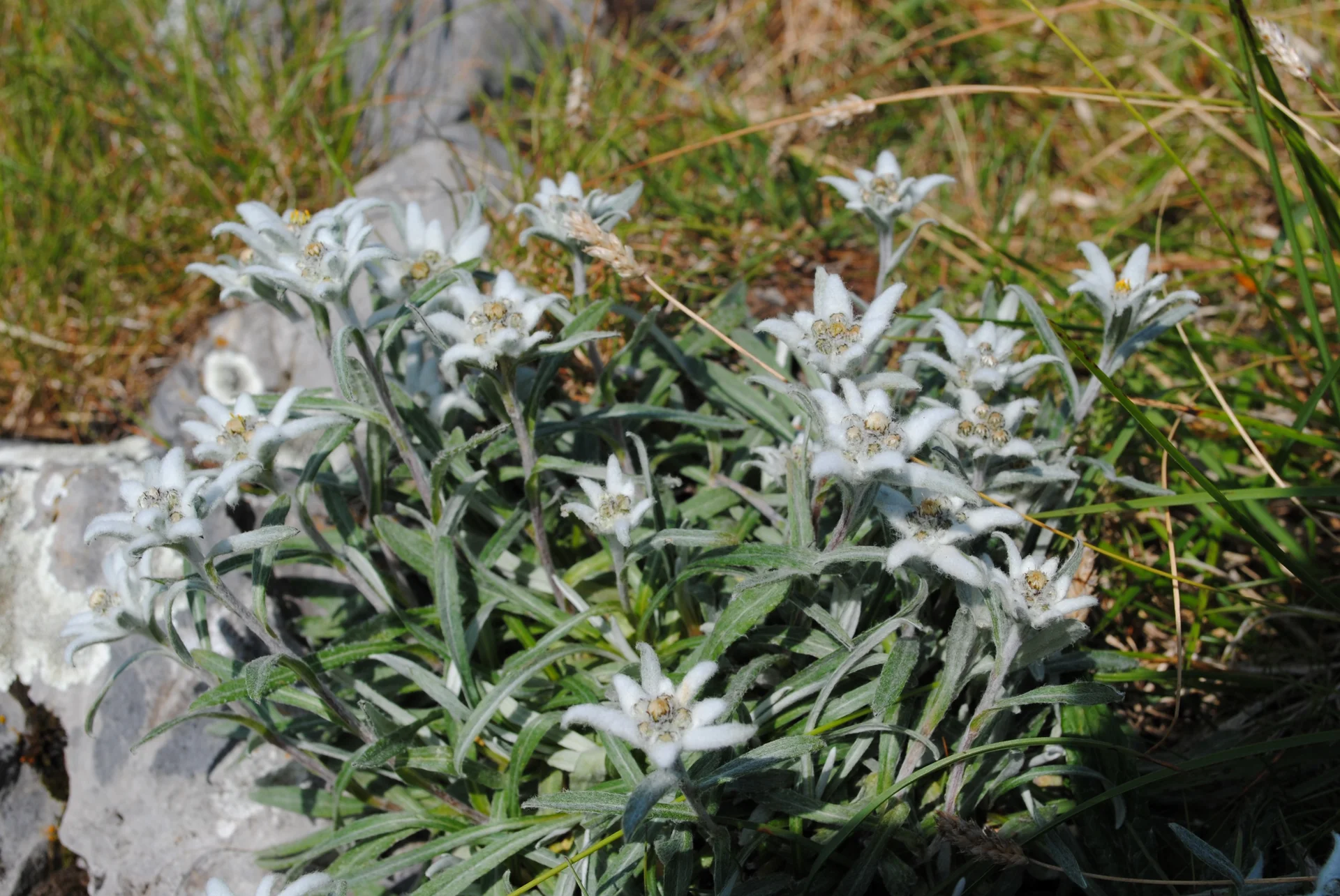 © (DAV Gangkofen)  Edelweiß