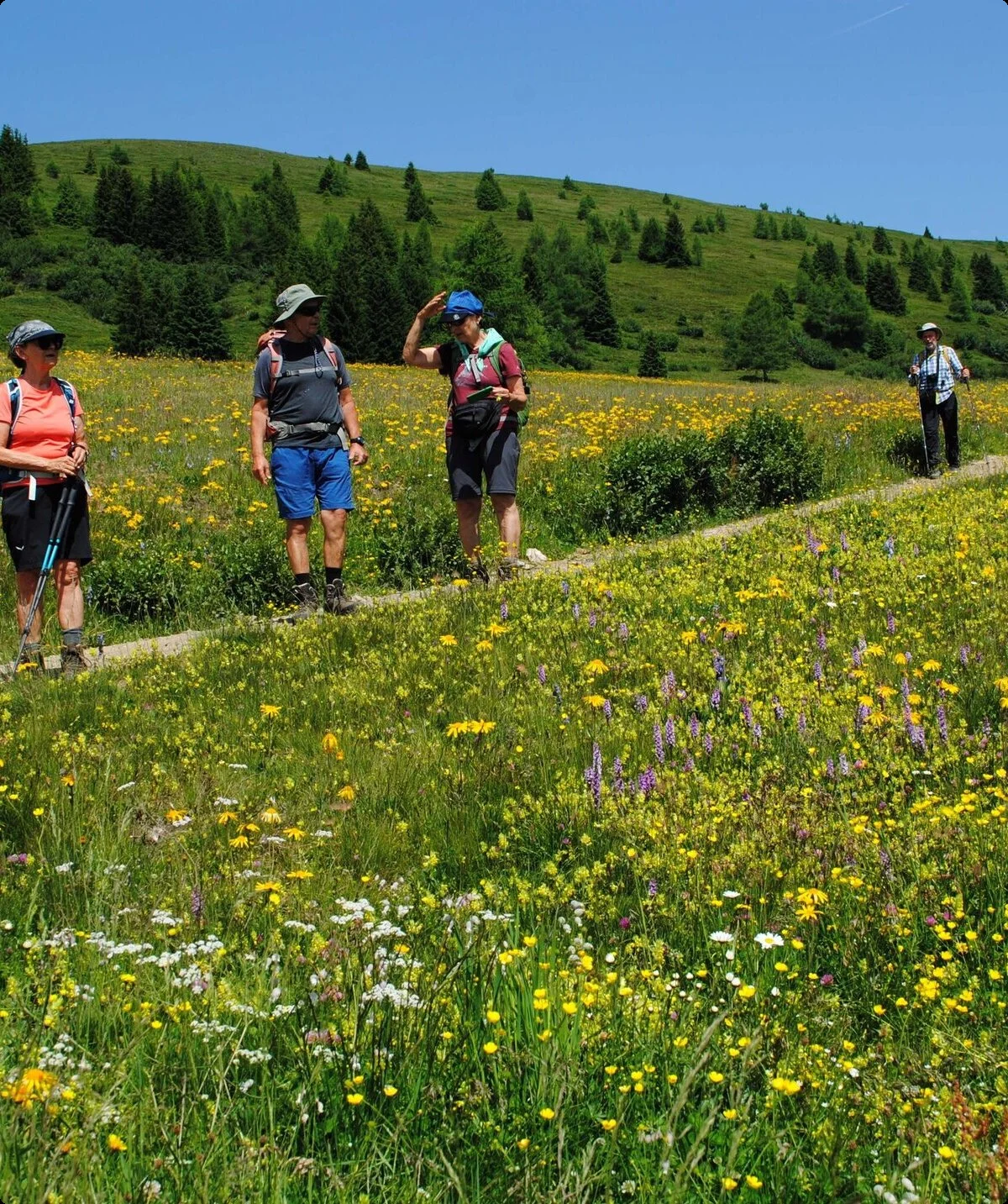 © (DAV Gangkofen) Kurzweilige Wanderung durch ein Blumenmeer