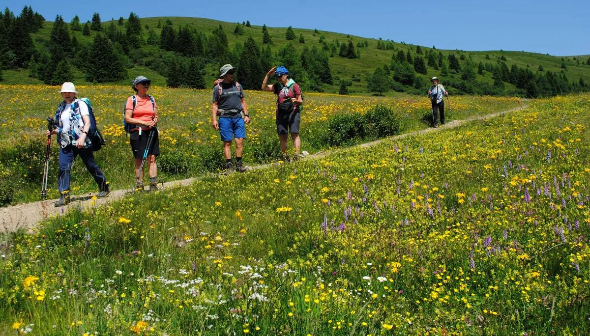 © (DAV Gangkofen) Kurzweilige Wanderung durch ein Blumenmeer