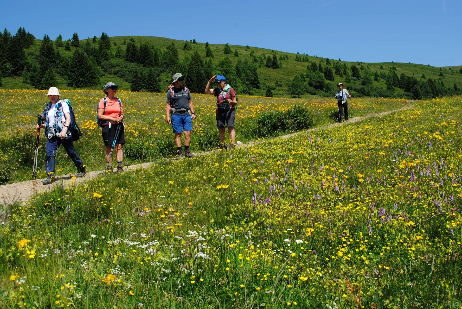 © (DAV Gangkofen) Kurzweilige Wanderung durch ein Blumenmeer