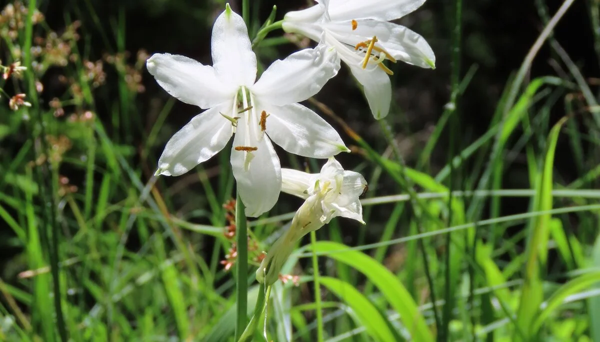 © (DAV Gangkofen) Trichterlilie  