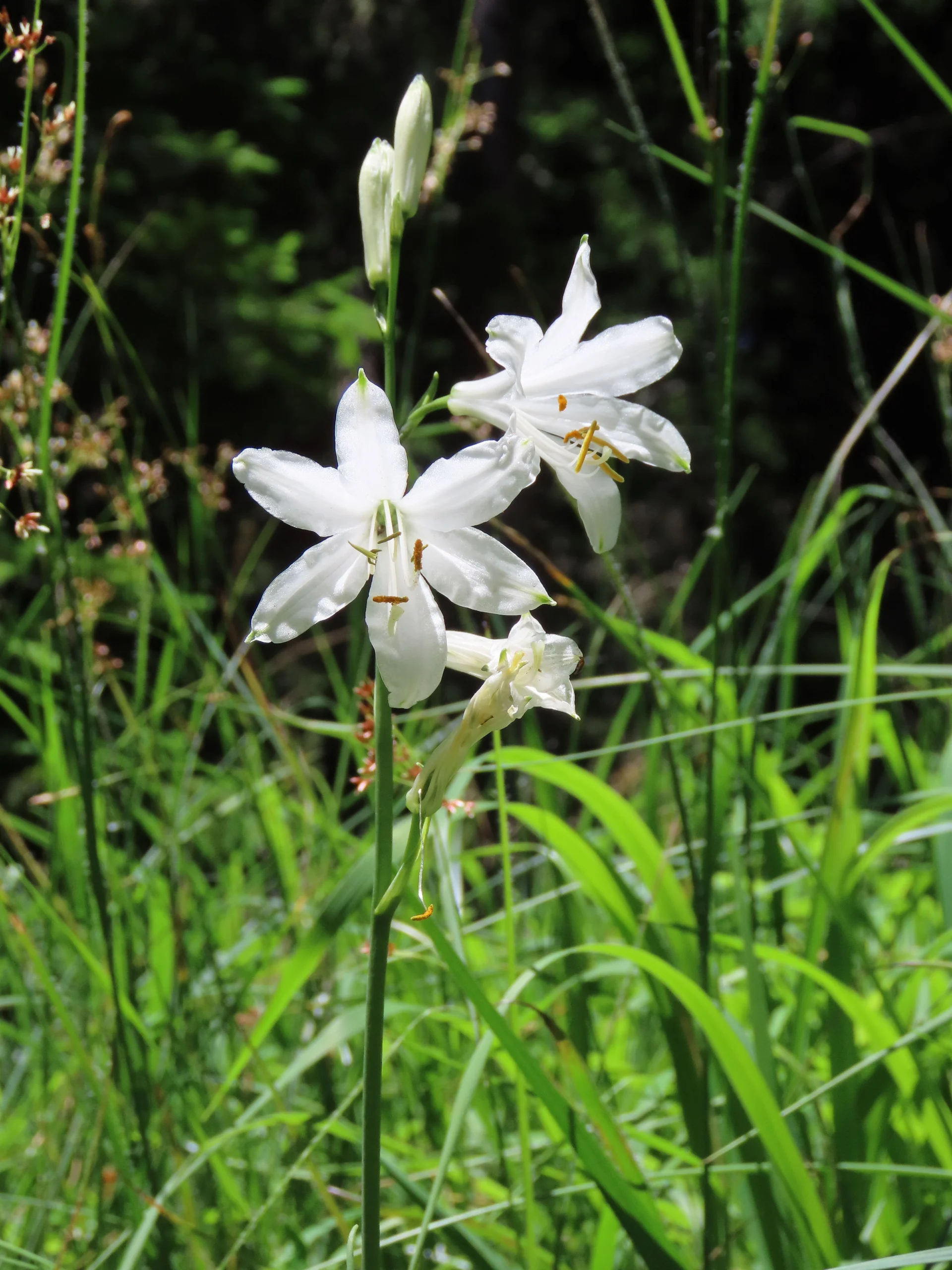 © (DAV Gangkofen) Trichterlilie  