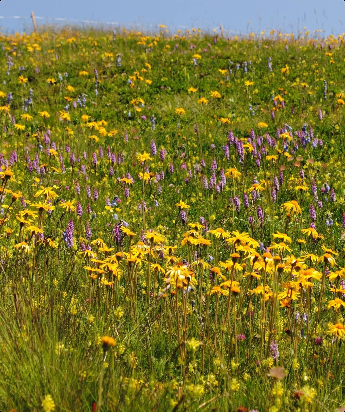 © (DAV Gangkofen) Blütenpracht