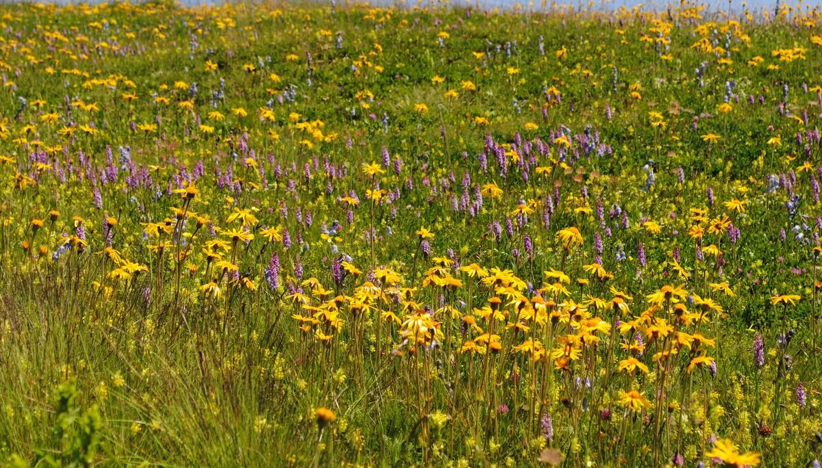 © (DAV Gangkofen) Blütenpracht