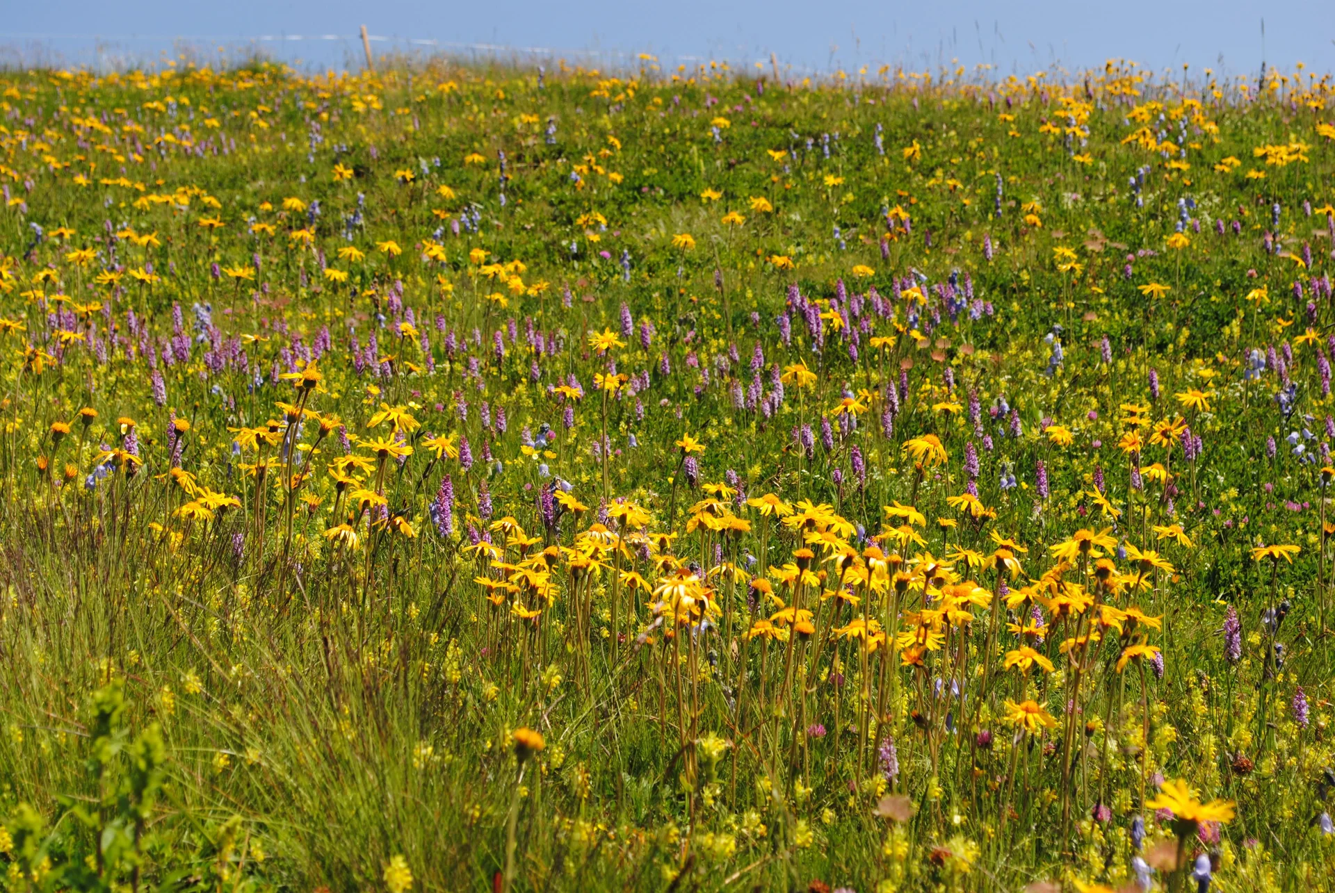 © (DAV Gangkofen) Blütenpracht