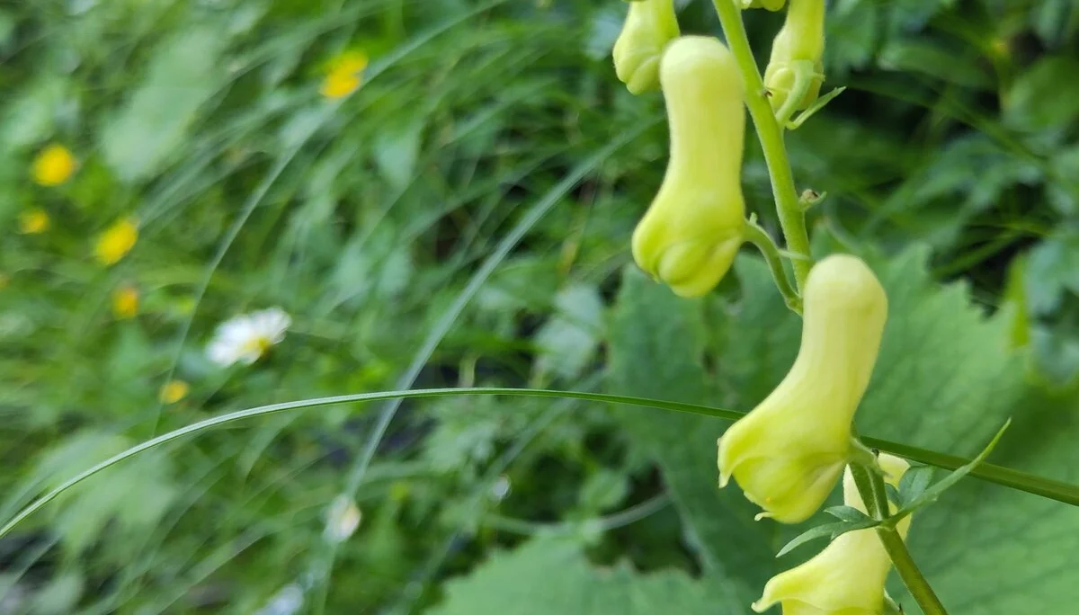 © (DAV-Gangkofen) - Tag 3.15-Gelber Eisenhut