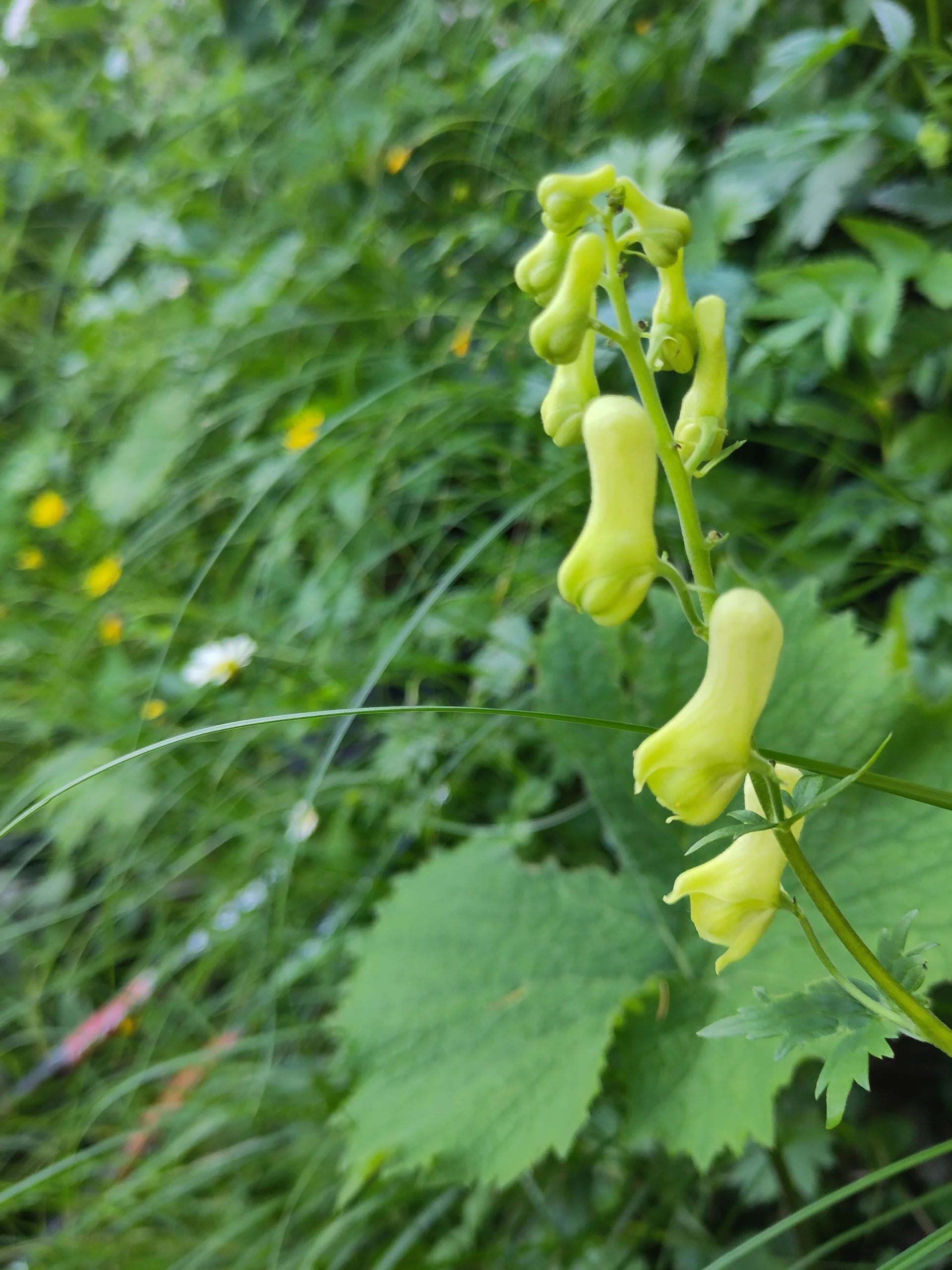 © (DAV-Gangkofen) - Tag 3.15-Gelber Eisenhut