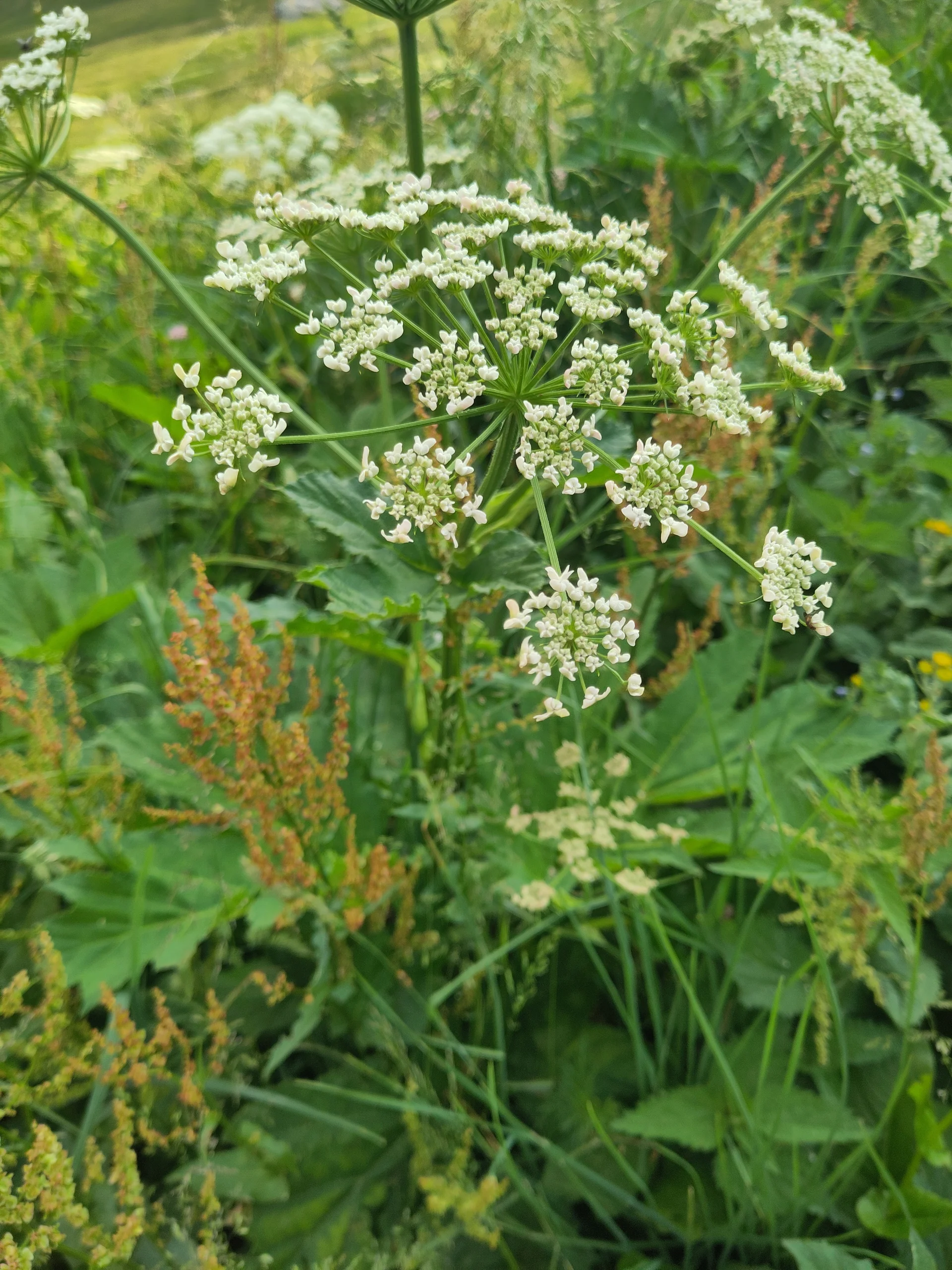 © (DAV-Gangkofen) - Tag 3.13