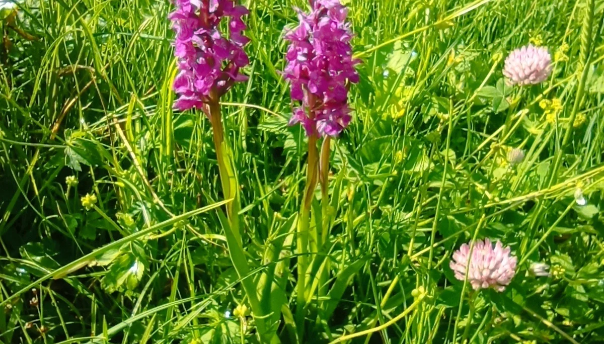 © (DAV-Gangkofen) - Tag 3.10-Knabenkraut