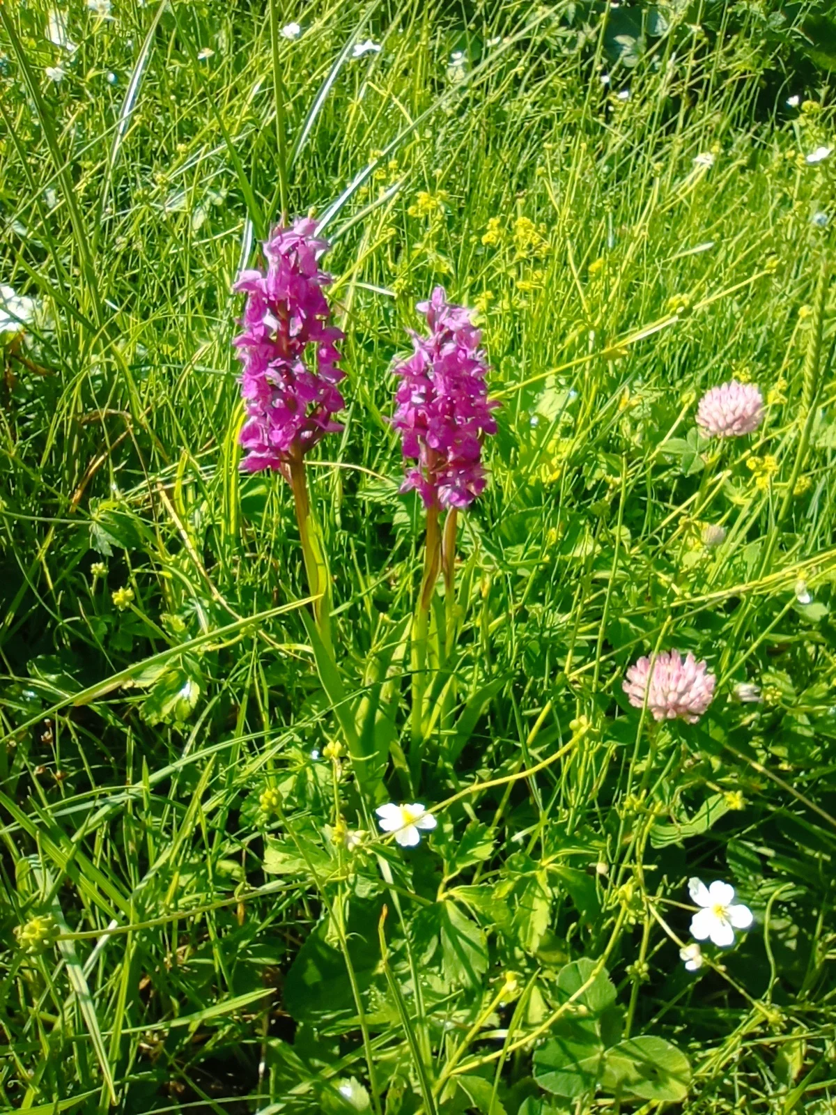 © (DAV-Gangkofen) - Tag 3.10-Knabenkraut