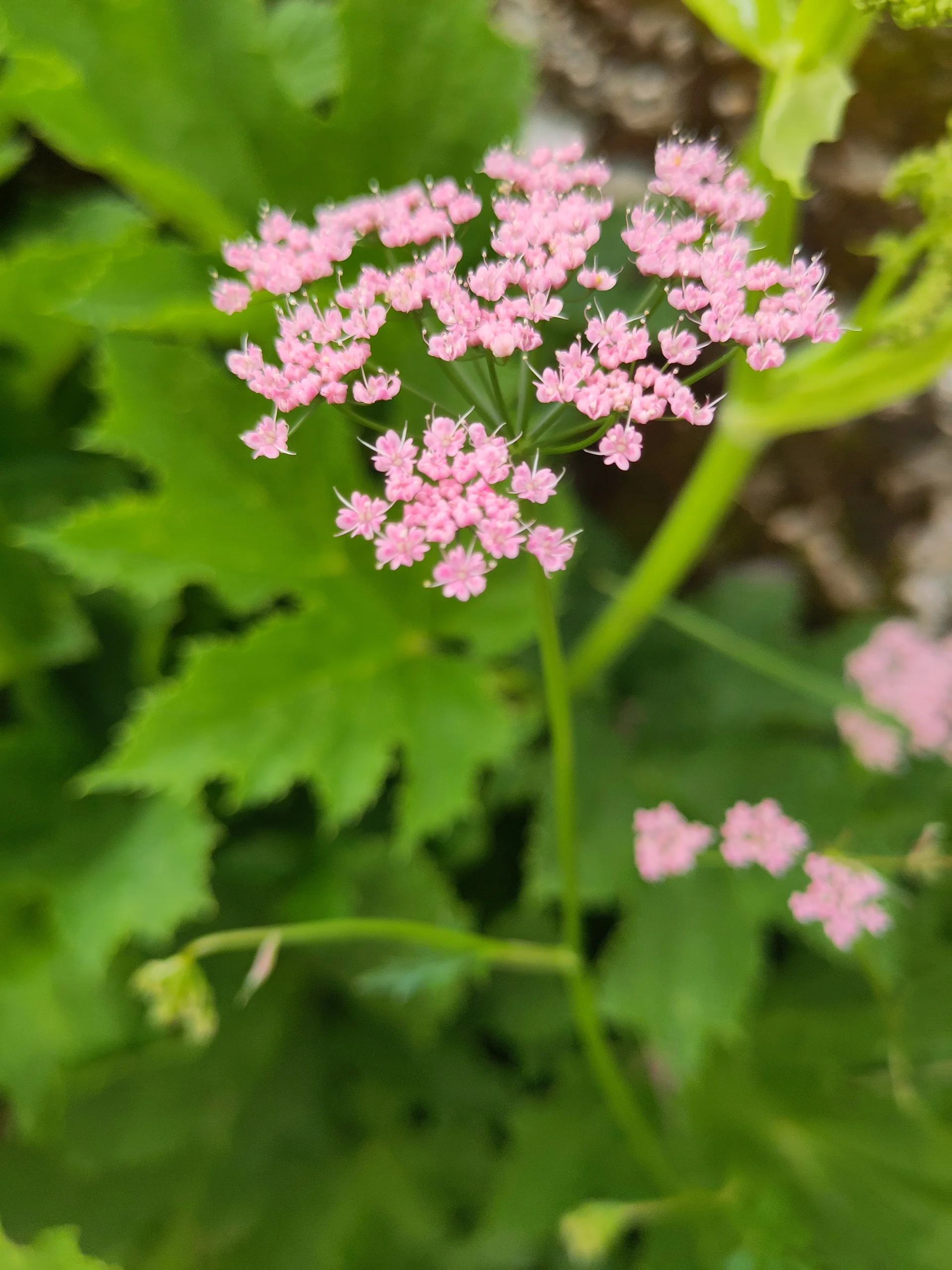 © (DAV-Gangkofen) - Tag 3.12-Baldrian