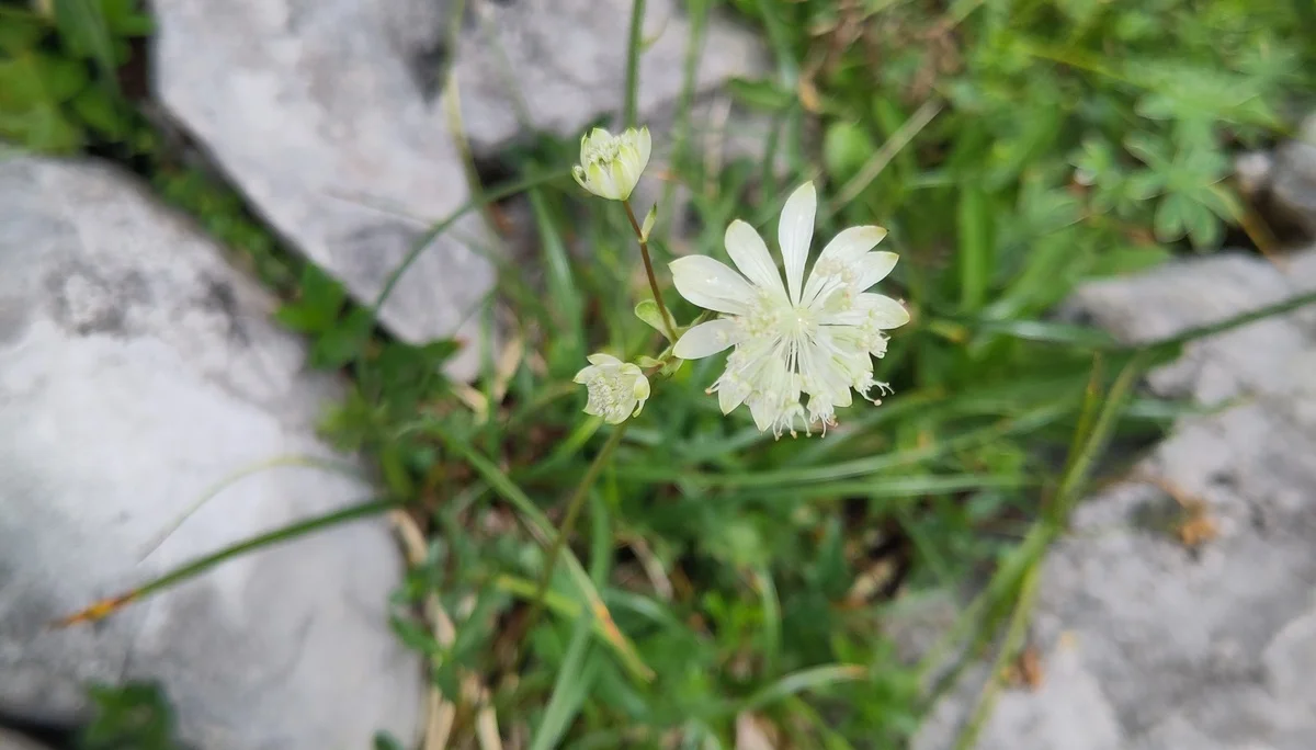 © (DAV-Gangkofen) - Tag 3.6-Sterndolde