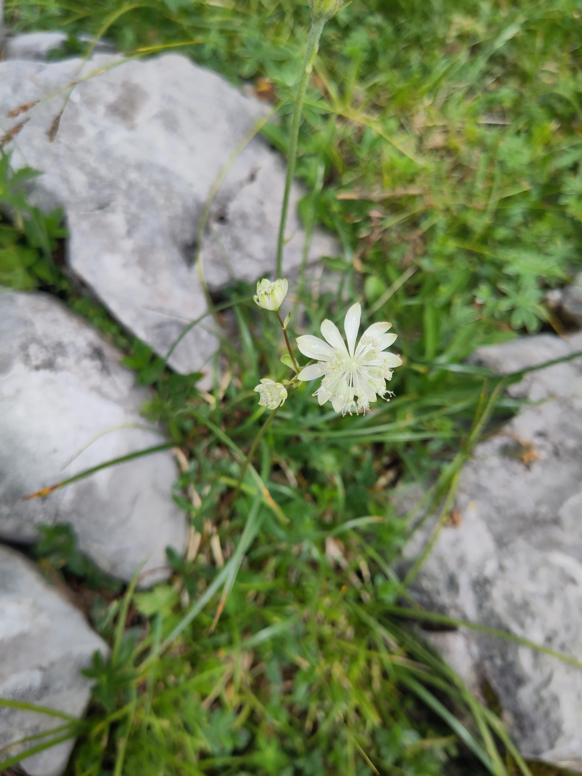 © (DAV-Gangkofen) - Tag 3.6-Sterndolde