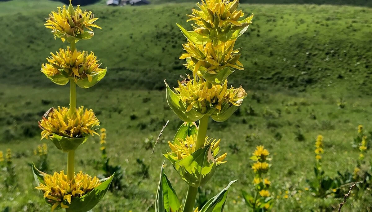 © (DAV-Gangkofen) - Tag 2.4