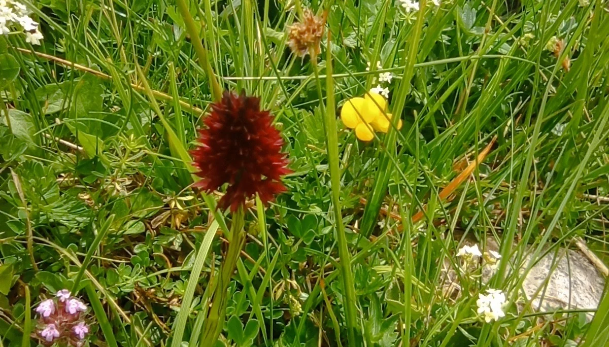 © (DAV-Gangkofen) - Tag 1.3-Kohlröschen