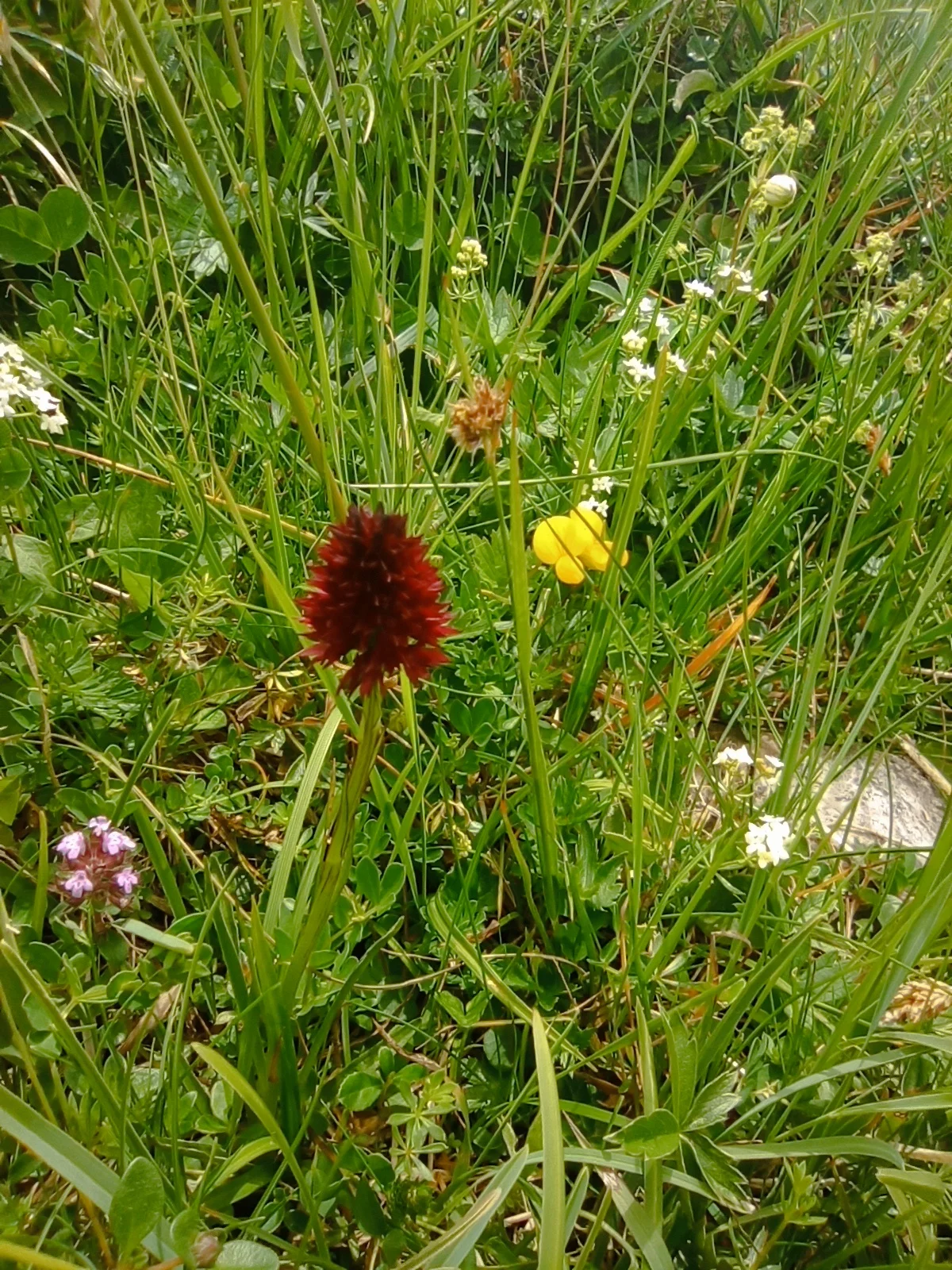 © (DAV-Gangkofen) - Tag 1.3-Kohlröschen