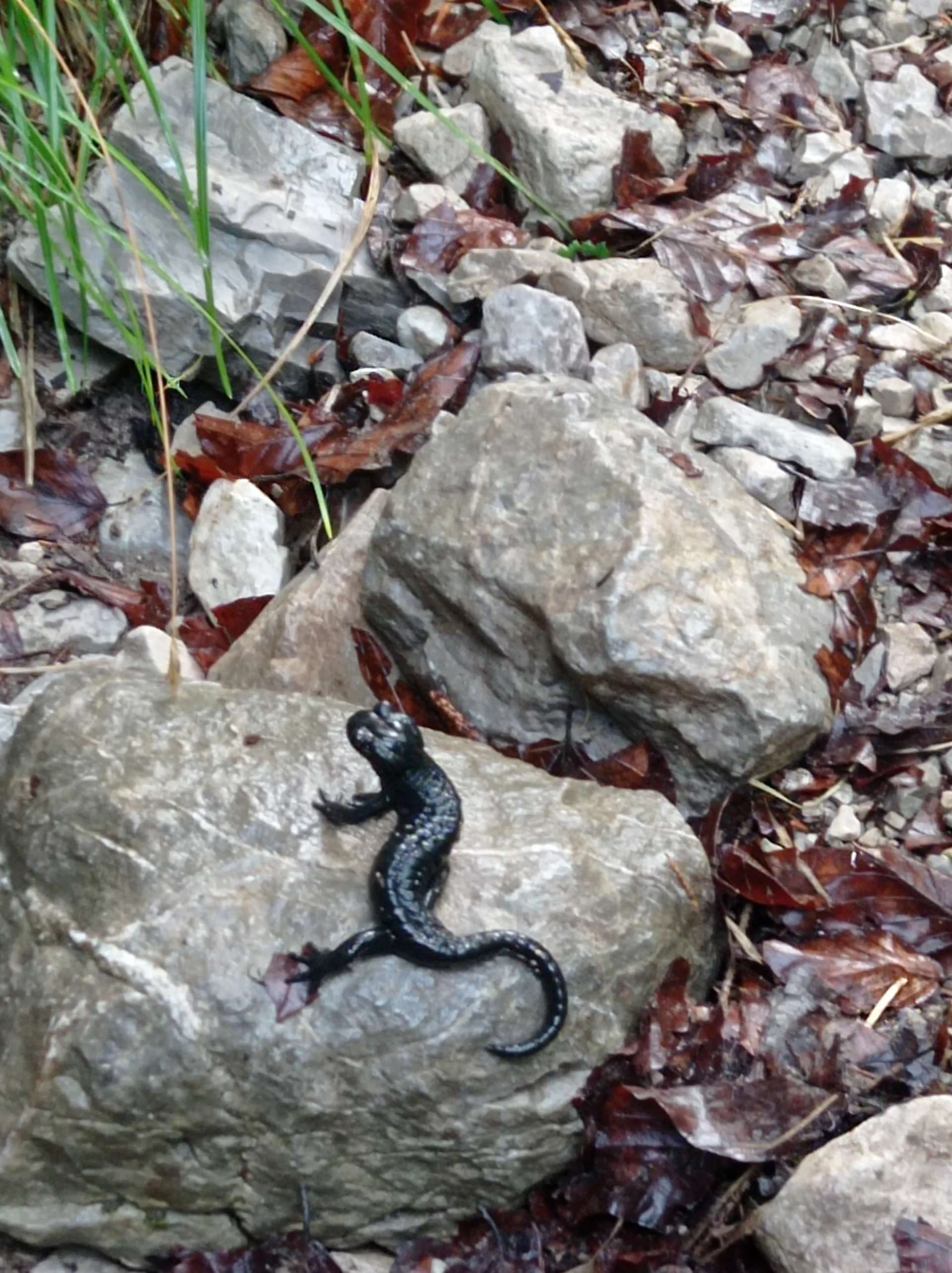 © (DAV-Gangkofen) - Tag 1.1-Salamder