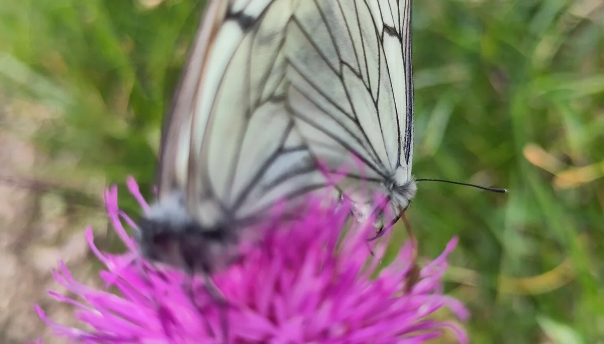 © (DAV-Gangkofen) - Tag 3.17