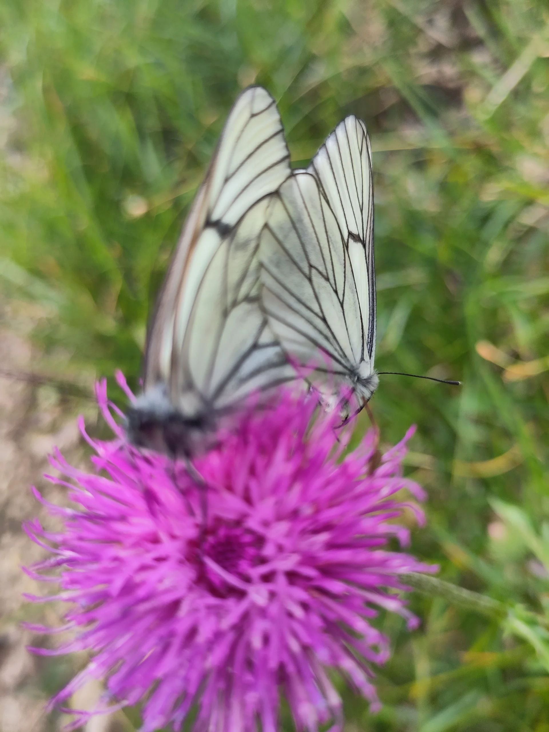 © (DAV-Gangkofen) - Tag 3.17