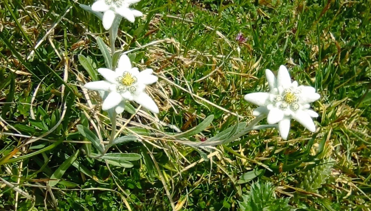 © (DAV-Gangkofen) - Tag 2.3