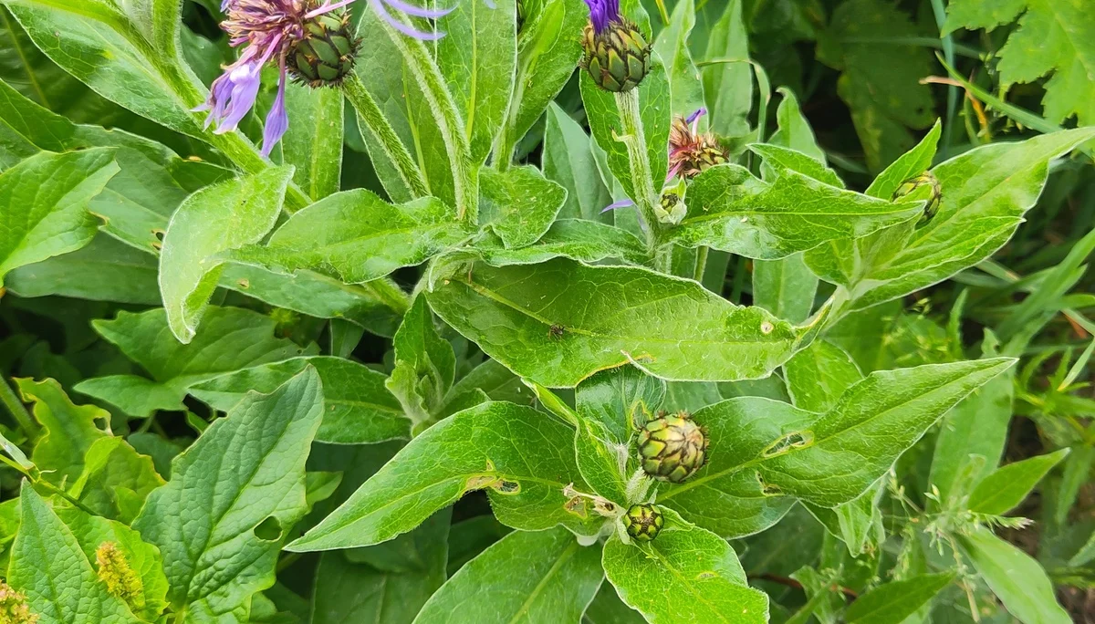 © (DAV-Gangkofen) - Tag 3.9-Flockenblume