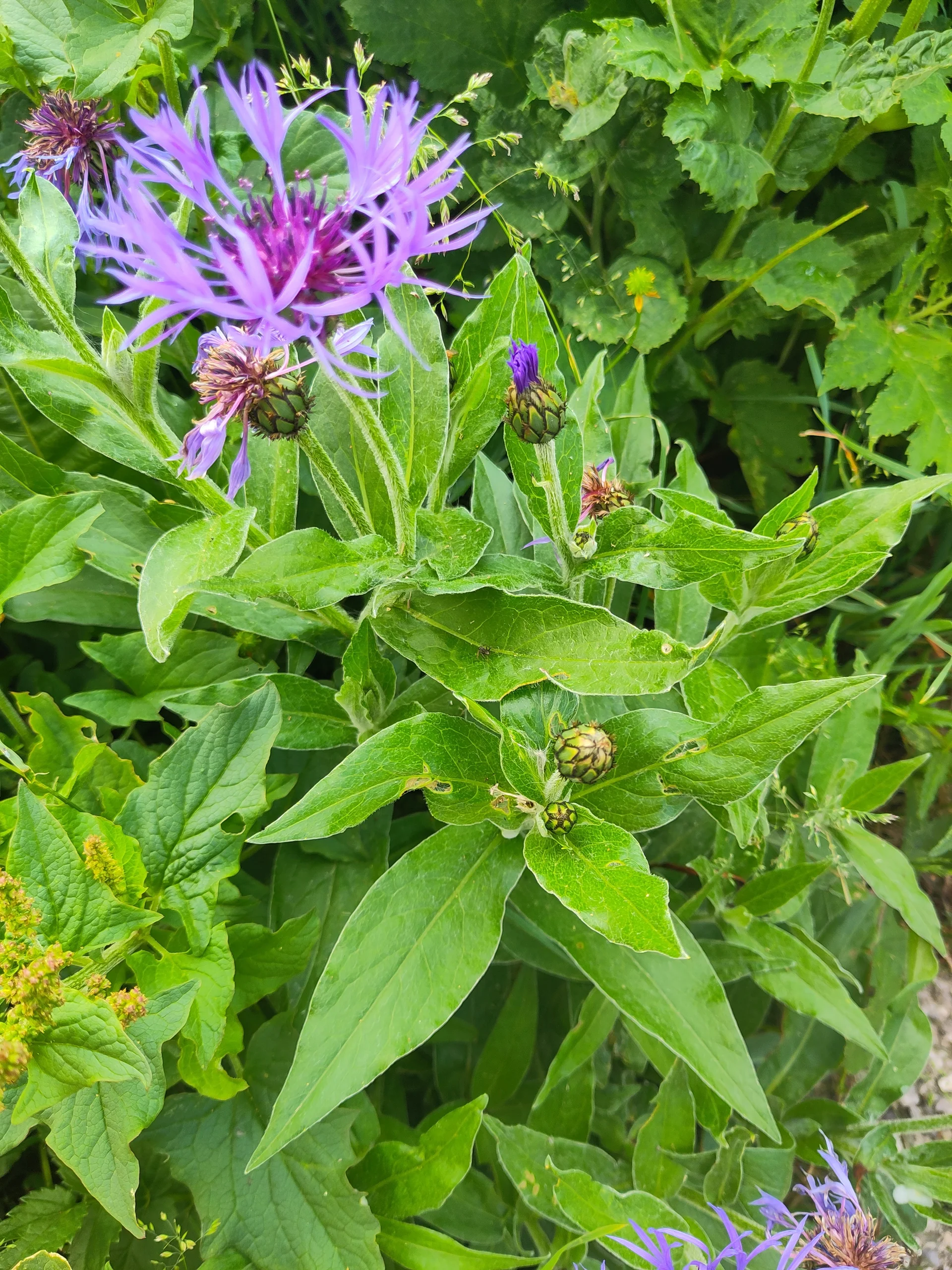 © (DAV-Gangkofen) - Tag 3.9-Flockenblume