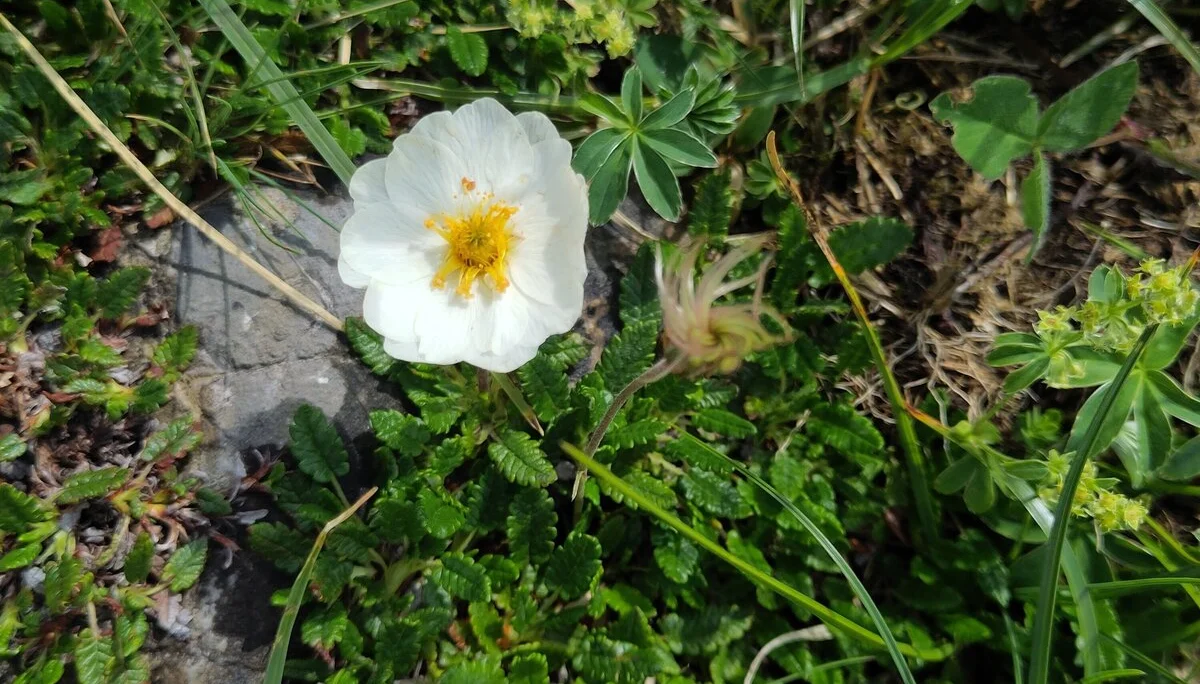 © (DAV-Gangkofen) - Tag 3.7-Silberwurz