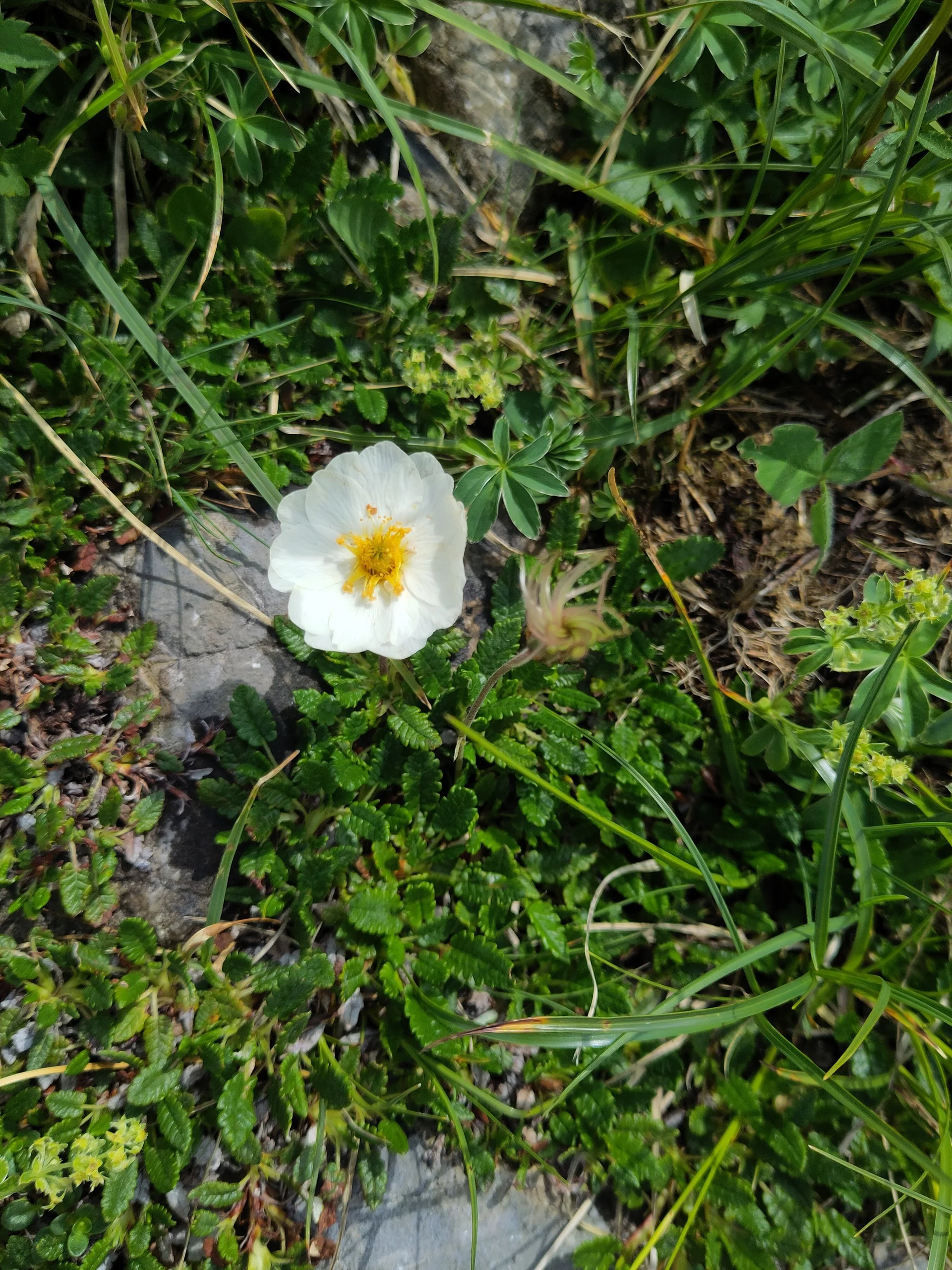 © (DAV-Gangkofen) - Tag 3.7-Silberwurz