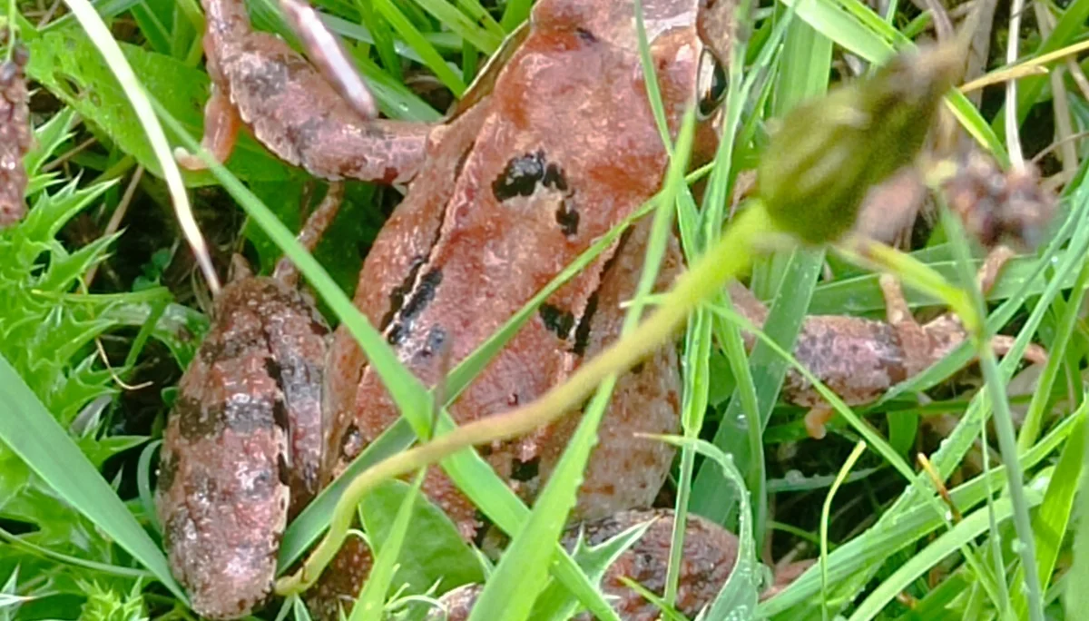 © (DAV-Gangkofen) - Tag 1.2-Frosch