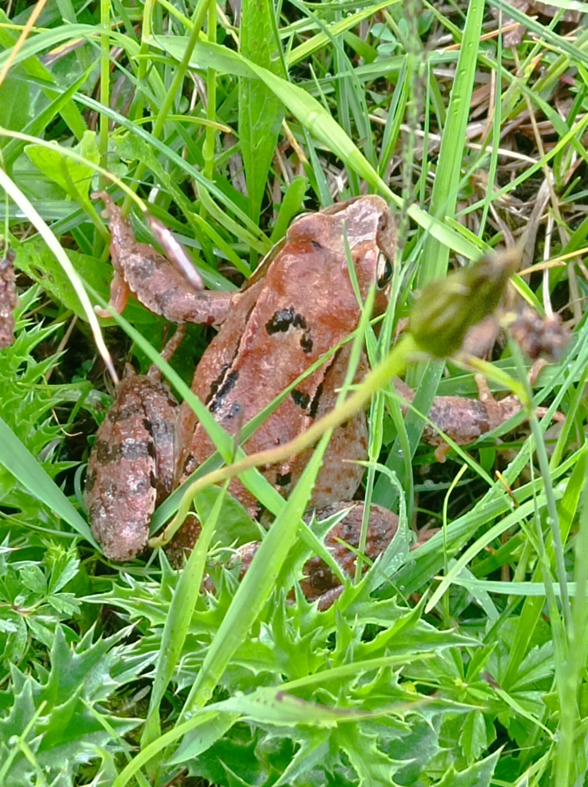 © (DAV-Gangkofen) - Tag 1.2-Frosch