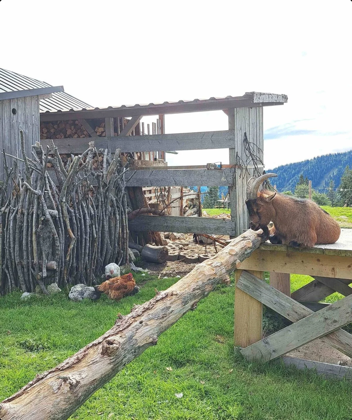 © (DAV Gangkofen) Hofbauernalm