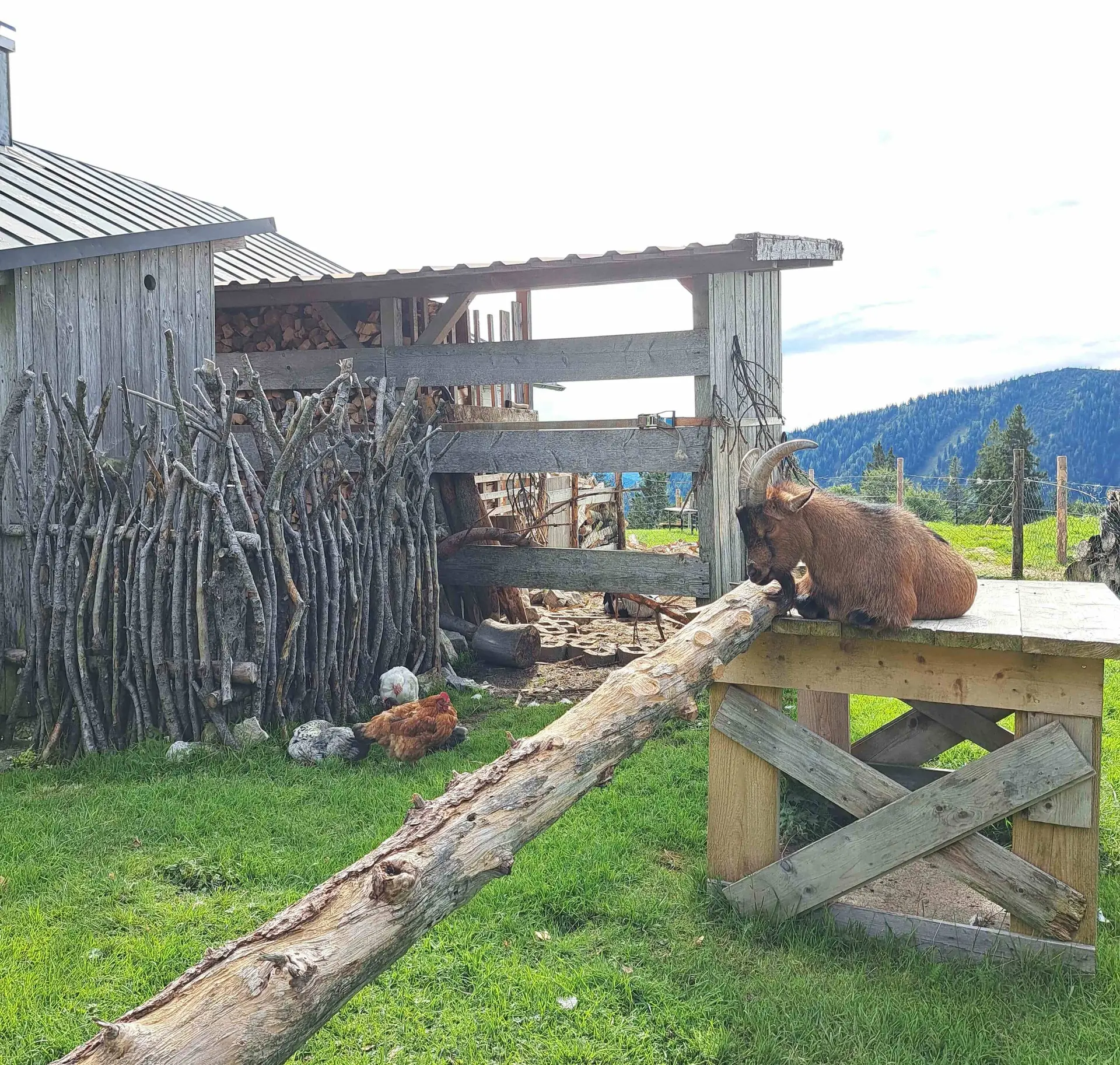 © (DAV Gangkofen) Hofbauernalm