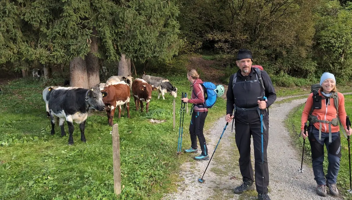 BW Überschreitung Zahmer Kaiser via Pyramidenspitze | © DAV Gangkofen\Martin Götz - „Wo kommen denn die noch so spät her?“ dachten sich wohl die Rinder auf der Weide