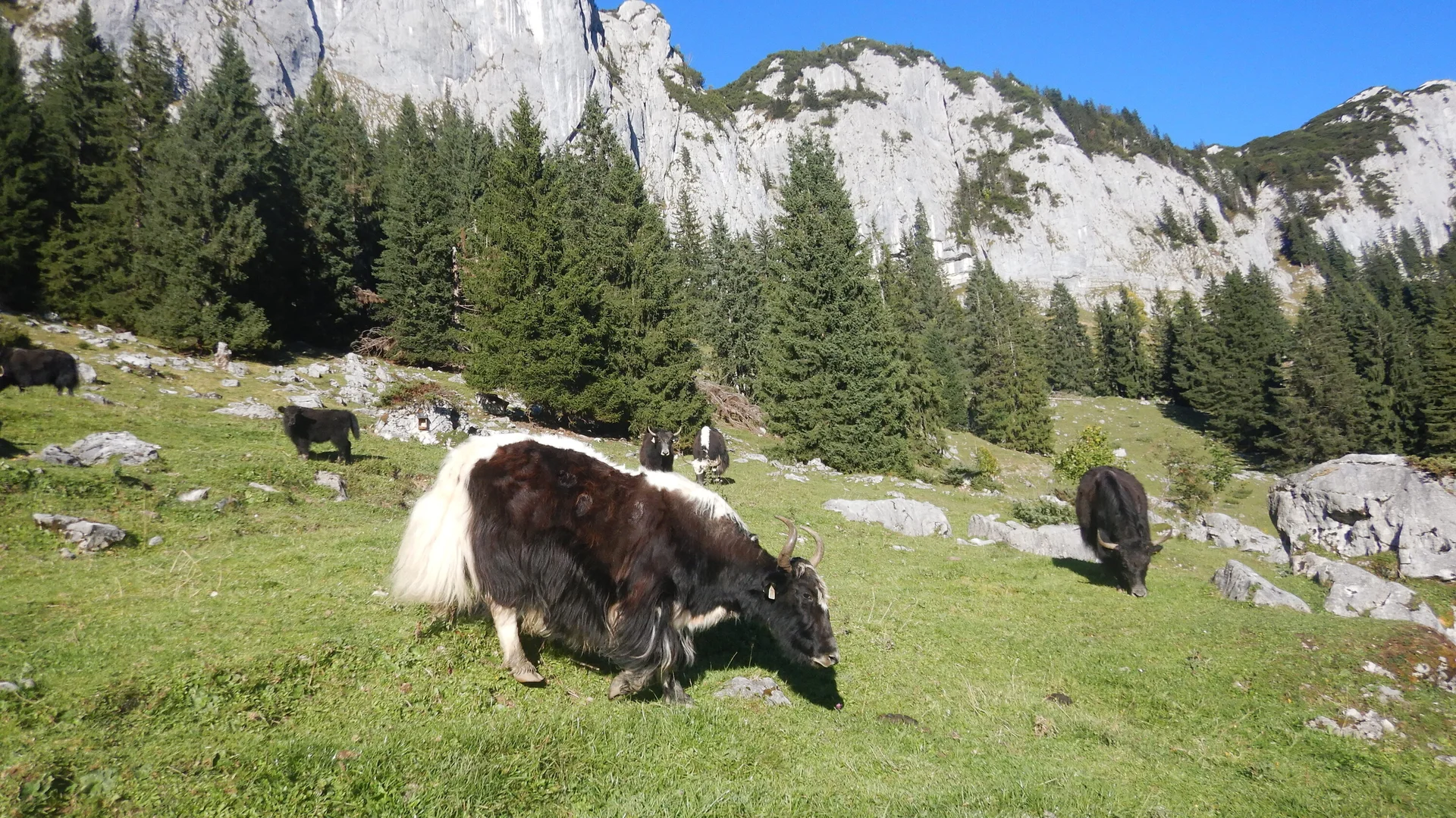 © (DAV Gangkofen) Klettertour Wiesenwegei