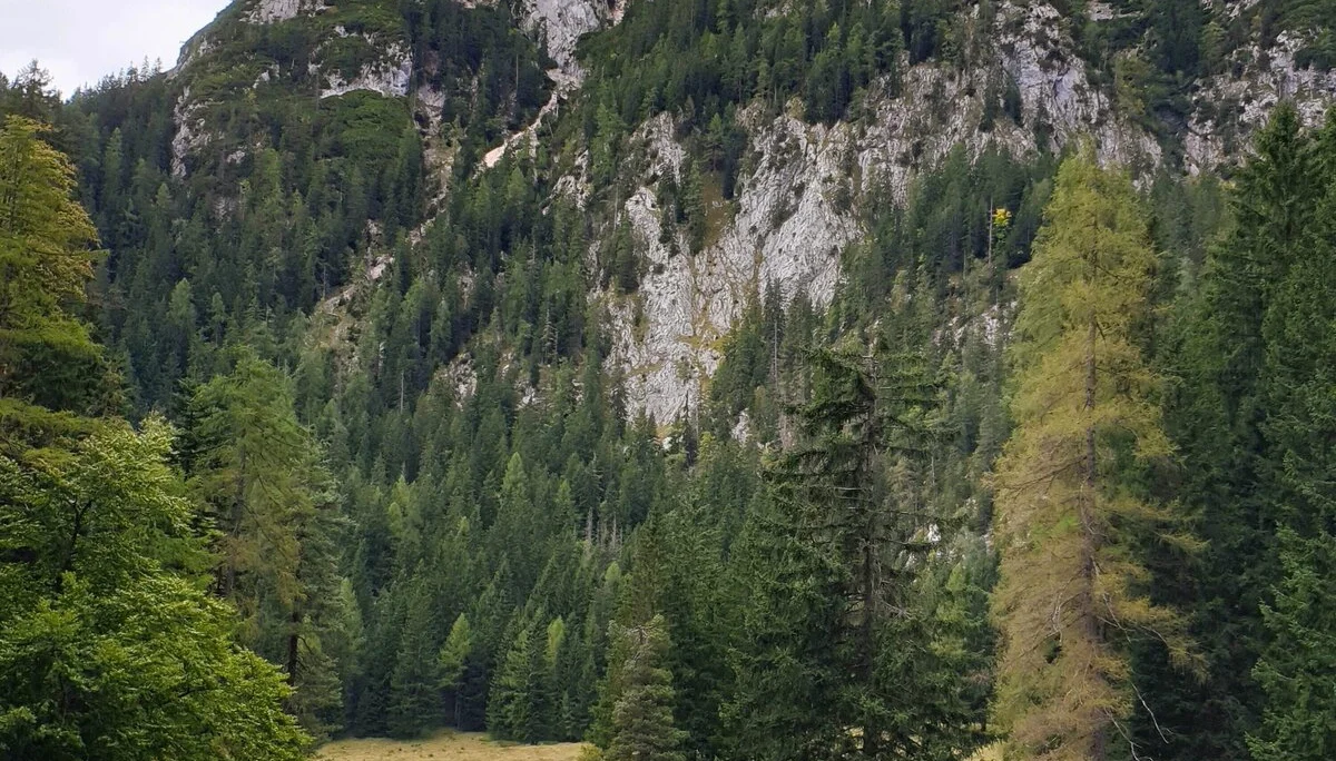 © (DAV Gangkofen) Über den Alpasteig zur Alpaalm