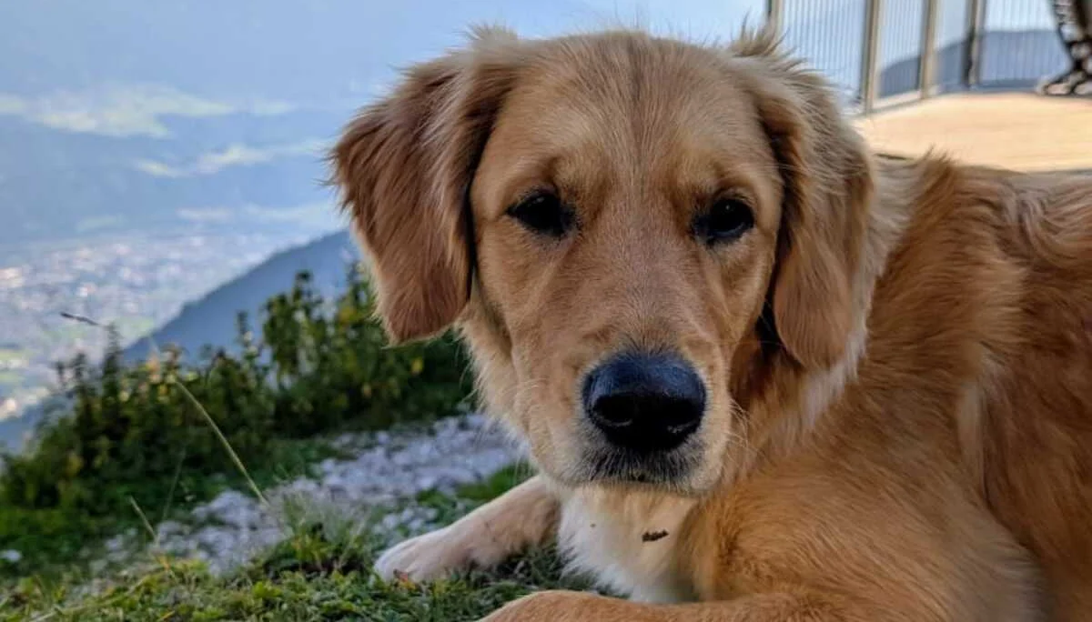 © „Hüttenhund Sanny beobachtet die ankommenden Wanderer“ – Martin Schmidt