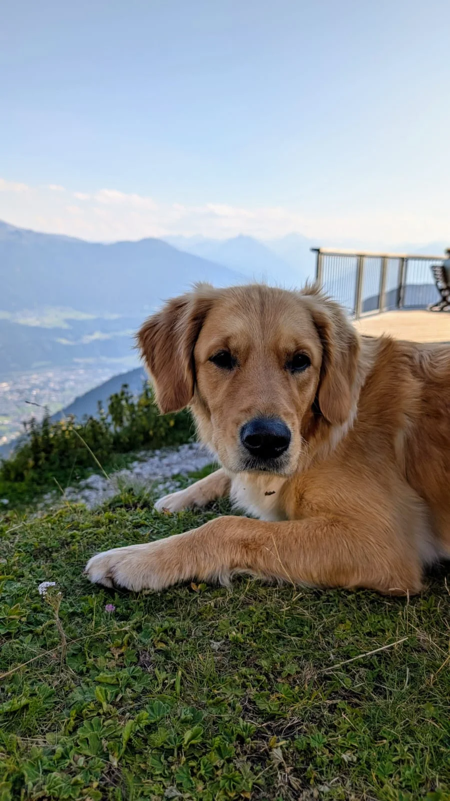 © „Hüttenhund Sanny beobachtet die ankommenden Wanderer“ – Martin Schmidt