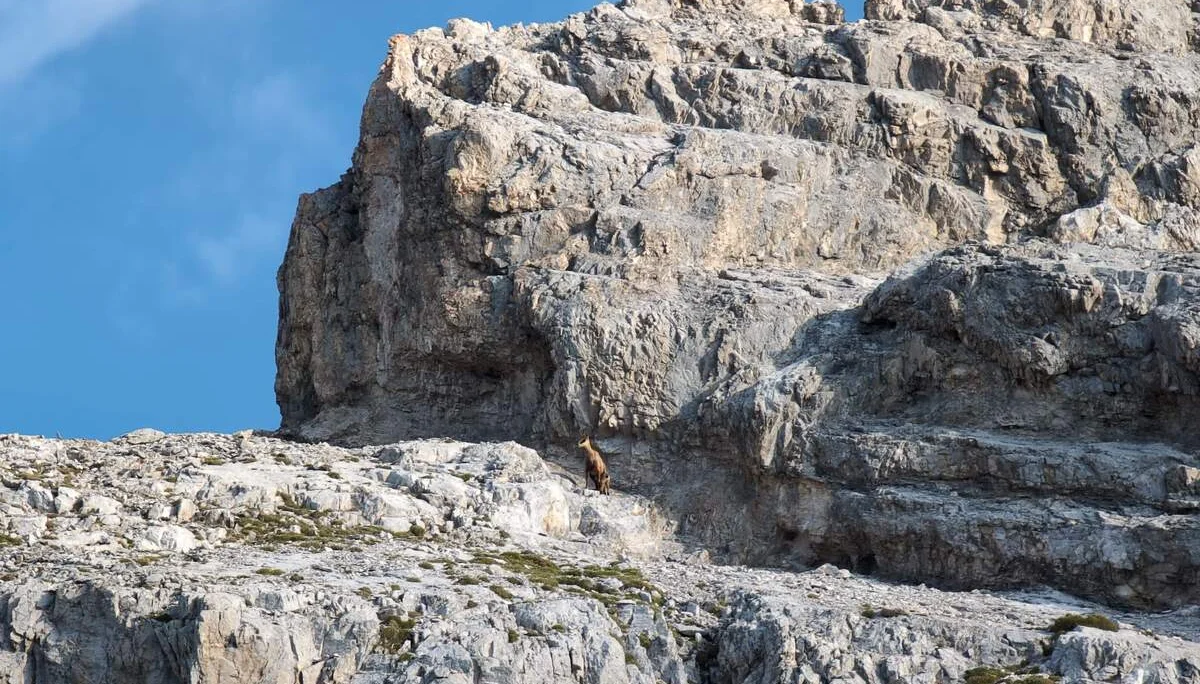 © „An den Felsabsätze wartet eine Gams mit Kitz“ – Martin Götz