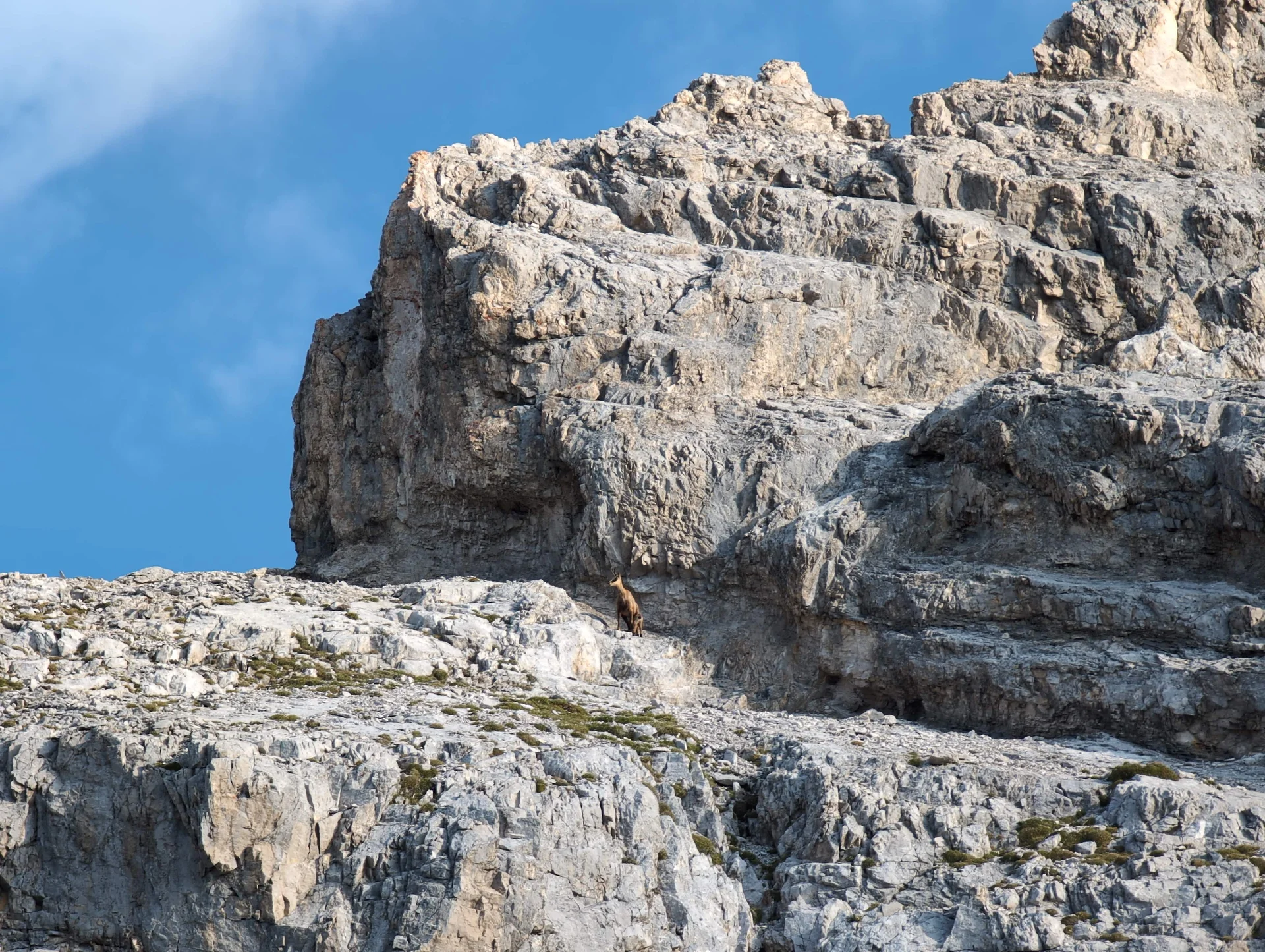 © „An den Felsabsätze wartet eine Gams mit Kitz“ – Martin Götz