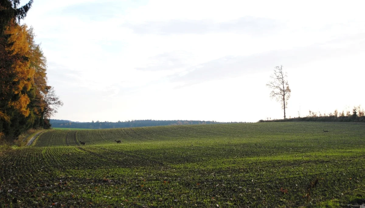 © (DAV Gangkofen) Und doch gab es auch noch Rehe