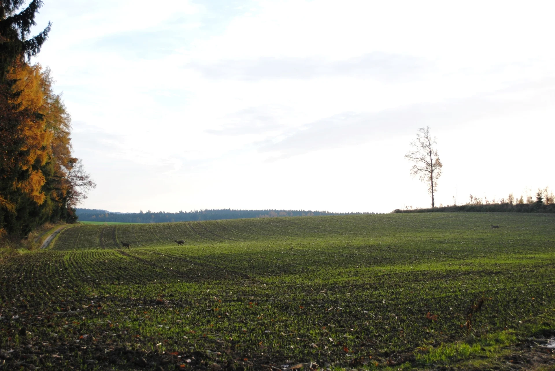 © (DAV Gangkofen) Und doch gab es auch noch Rehe