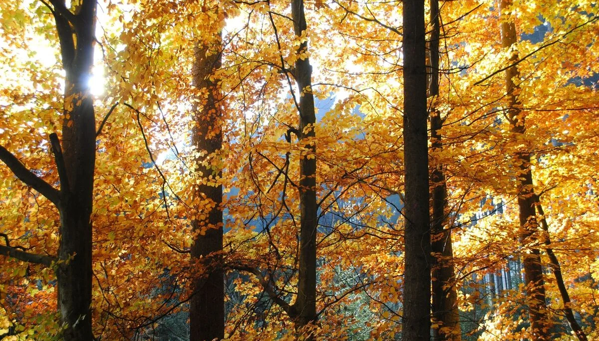 © (DAV Gangkofen) Spätherbstliche Stimmung im Wald
