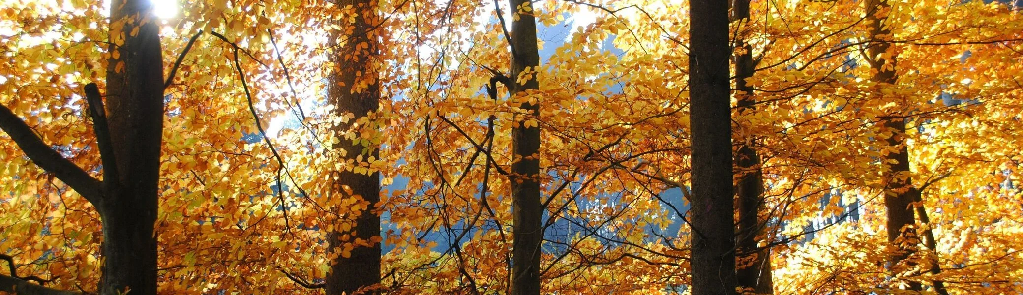 © (DAV Gangkofen) Spätherbstliche Stimmung im Wald