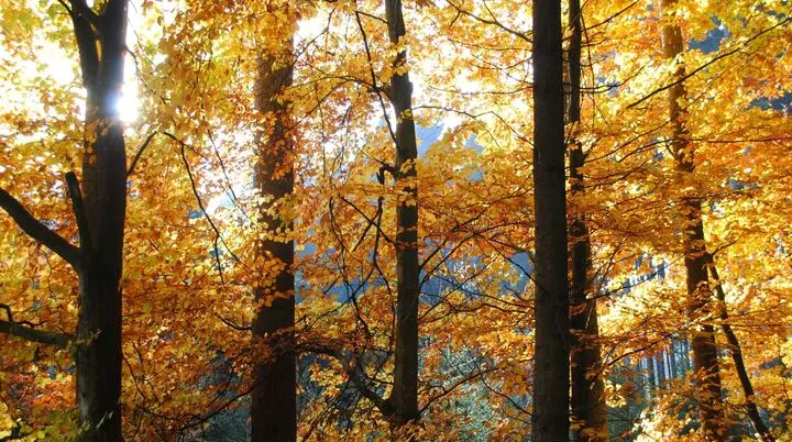 © (DAV Gangkofen) Spätherbstliche Stimmung im Wald