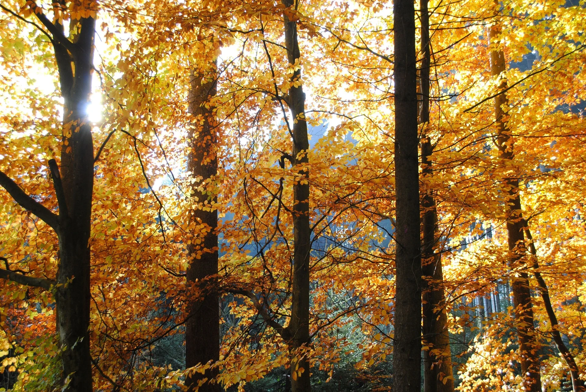 © (DAV Gangkofen) Spätherbstliche Stimmung im Wald