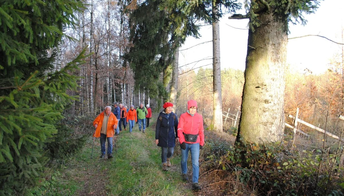 © (DAV Gangkofen) Wanderung entlang eines Birkenwaldes