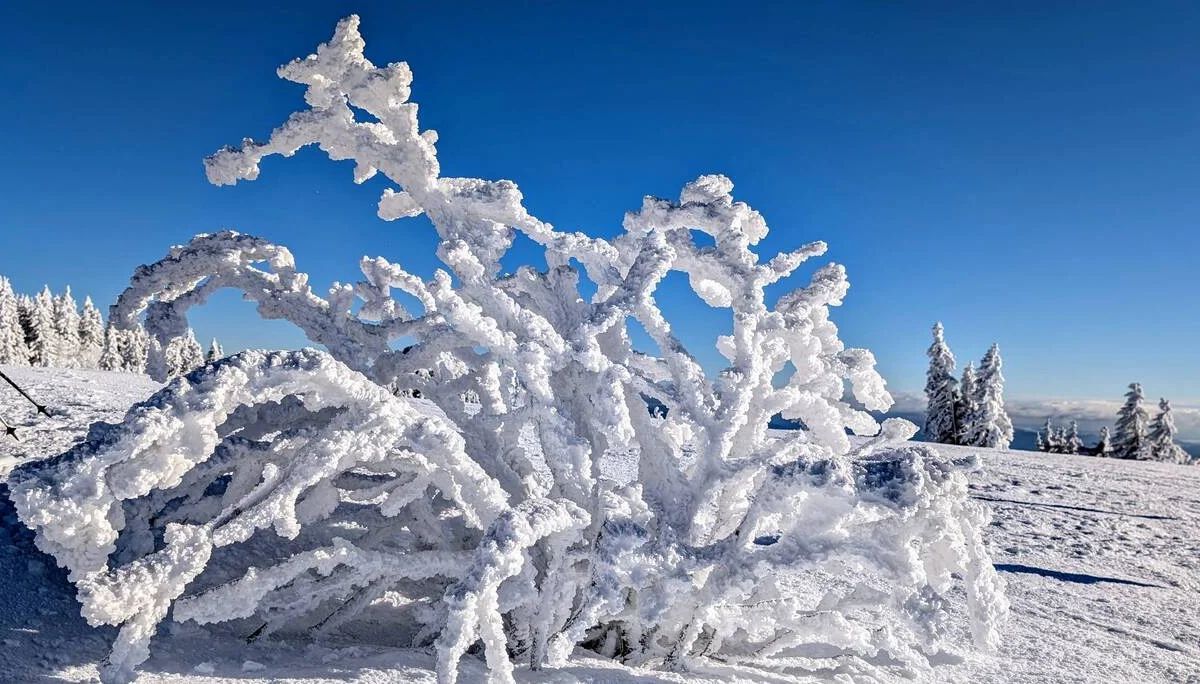 © „Arbermanndl in der Sonne“ - Sepp Thurmeier